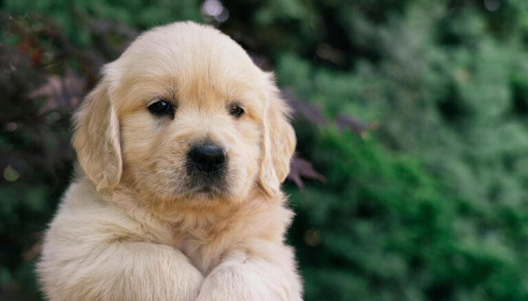 track-iq-header-1000x570